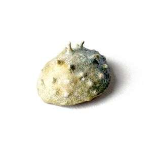Broche Castaña